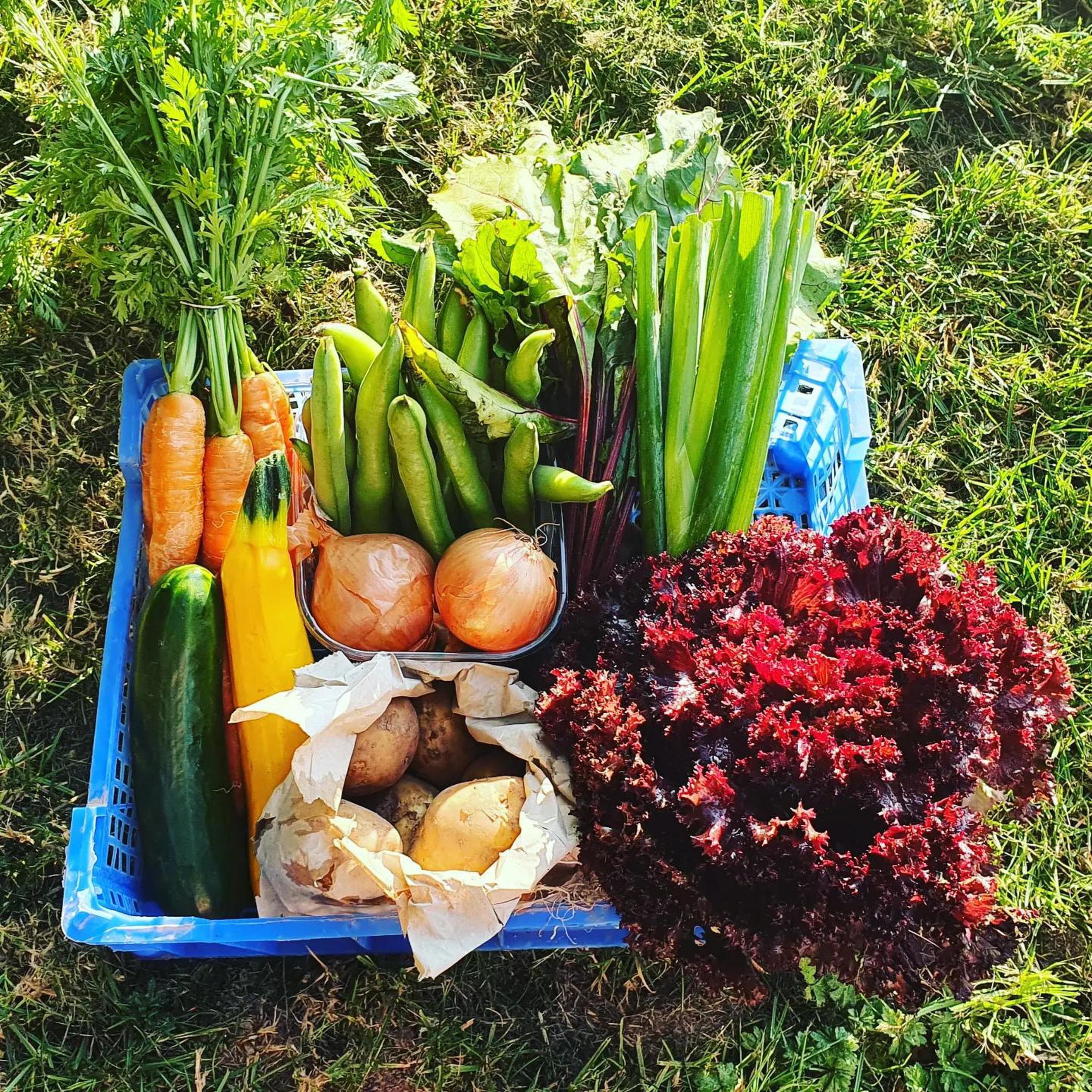 Medium Veg Box