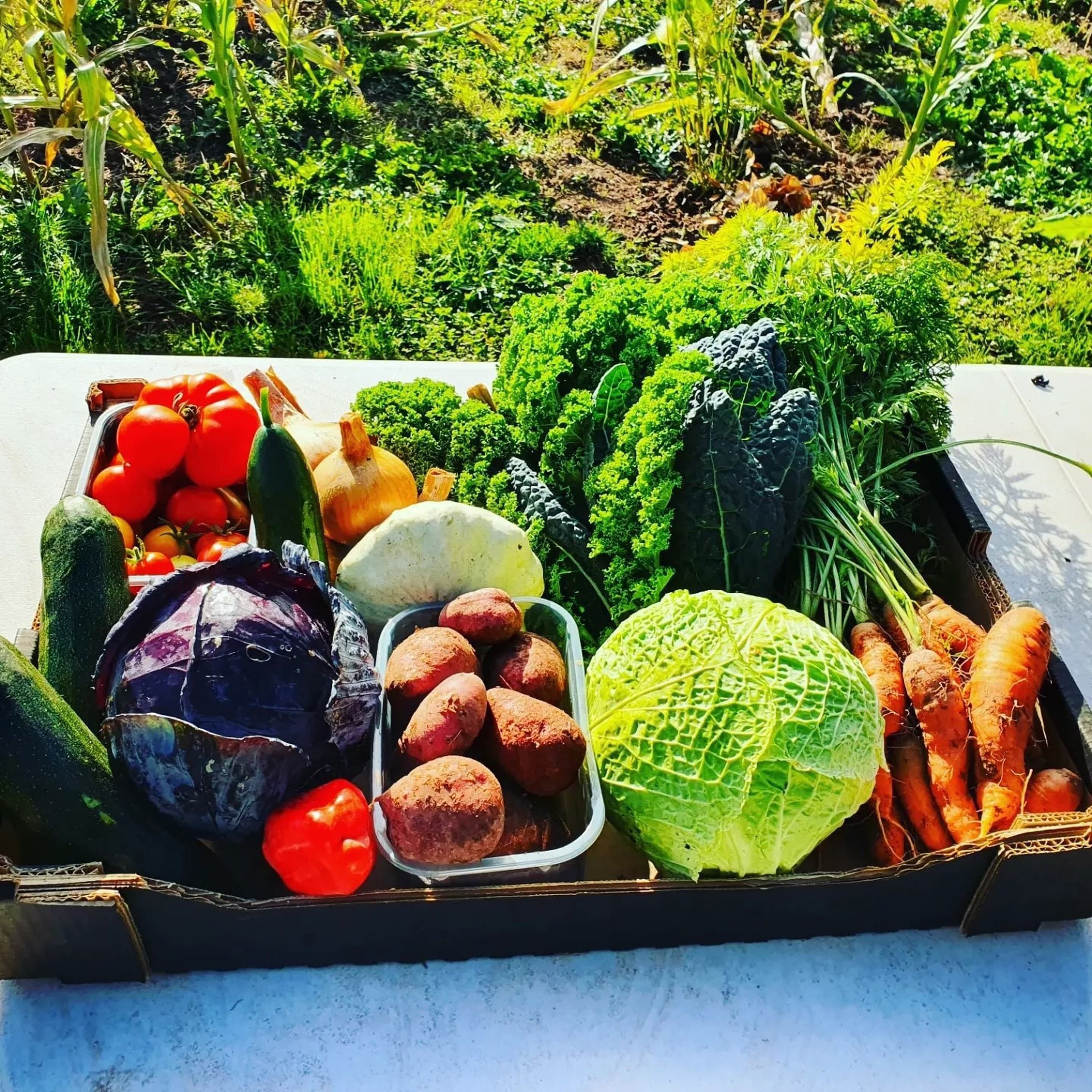 Large Veg Box